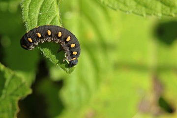 Larve der Blattwespe Tenthredo marginella auf Minze
