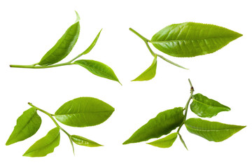 green tea leaf isolated on white background