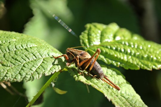 M&auml;nnliche Gemeine Strauchschrecke (Pholidoptera griseoaptera)

