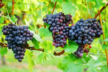 Weintrauben