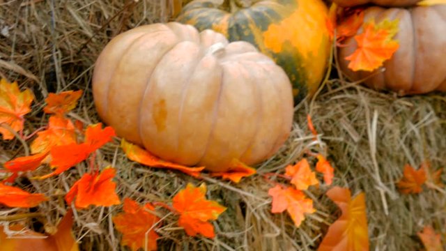 Beautiful pumpkin lie on a rural cart