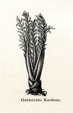 Bleached cardoon (Cynara cardunculus) stalks (from Meyers Lexikon, 1895, 7/288/289)