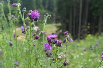 Bergwiese_006
