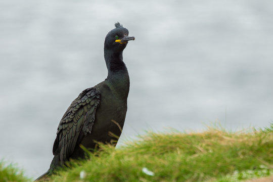Cormoran Hupp&eacute;