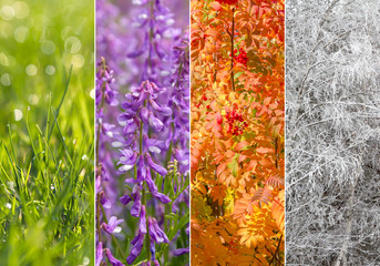 Collage of four seasons