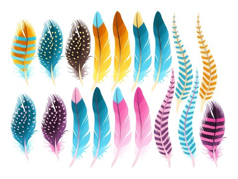 Set of feathers