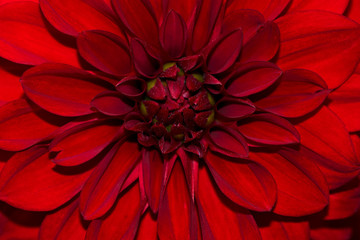Blossom of red dahlia