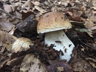 the growth of the fungus