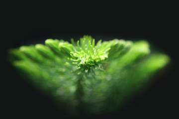 Green fir branch on the dark background - close up - 121847801