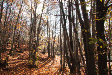 The volcano Etna woods in autumn