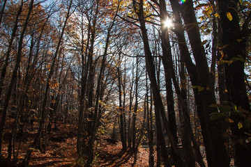 The volcano Etna woods in autumn