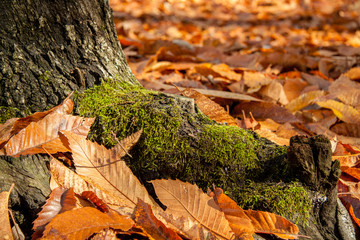 The volcano Etna woods in autumn