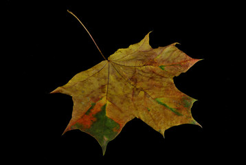 Осенние листья, клен, листопад, осень, листья, природа, узор, гербарий, ботаника, флора, макро