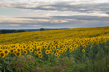 Obraz premium field of yellow sunflowers