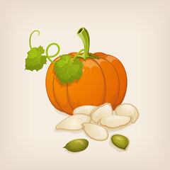 Pumpkin and pumpkin seeds. Vector illustration.
