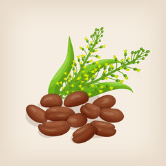 Camelina sativa seeds with flowers and leaves. Vector illustration.