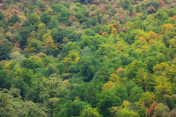 Obraz premium Hyrcania Forest, Mazandaran, Iran