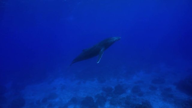 A humpback whale underwater, Megaptera novaeangliae, south Pacific ocean, Rurutu, Austral islands, French Polynesia
