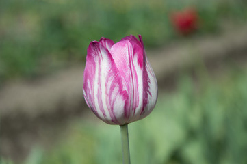 pink and white tulip © ballos