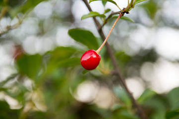 red cherry