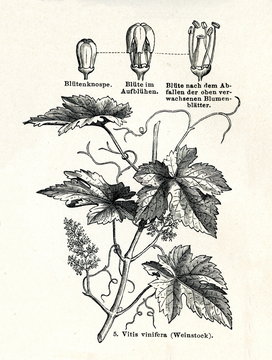 Common grape vine (Vitis vinifera)