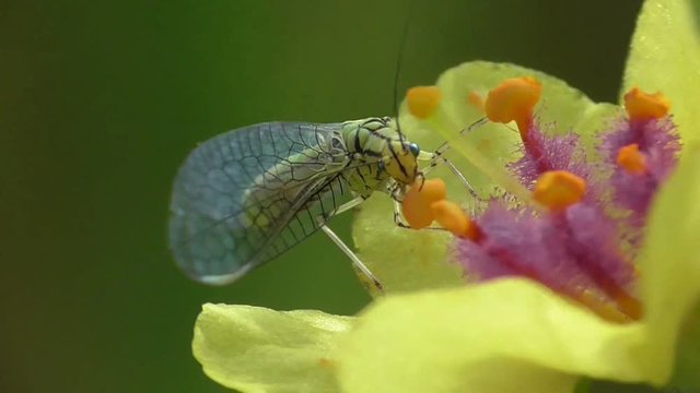 Fliegen in der Eifelwiese