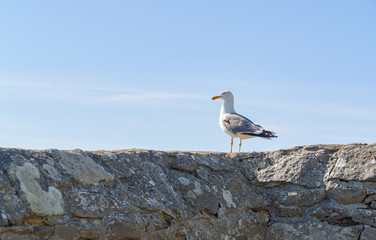 wall and sea gull