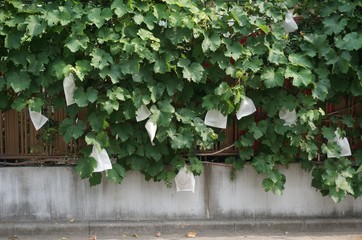 protecting fruits from birds and other pests