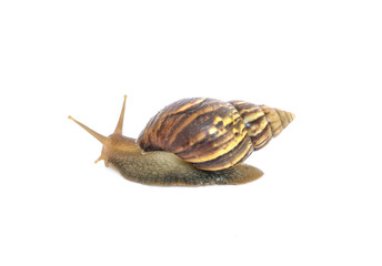 Closeup snail moving on floor isolated on white background with clipping path