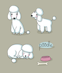 Set of cute poodle illustration in different poses.