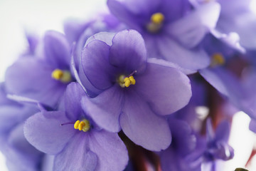 Home Violte Flowers Close Photo