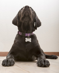 Labrador retriever pup kijkt omhoog.