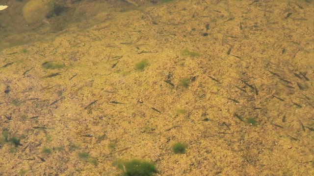 Alevines o Crias de peces en el cauce de un rio con algas verdes y zapatero  (Gerris lacustris)