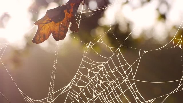 Spinnennetz mit Morgentau an Eichenbaum