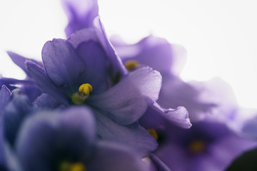 Obraz premium home violte flowers close up photo