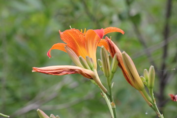 Fototapeta na wymiar Orange day lily (Hemerocallis) beside an old country road. Day lilies are rugged, adaptable, vigorous perennials and comes in a variety of colors 