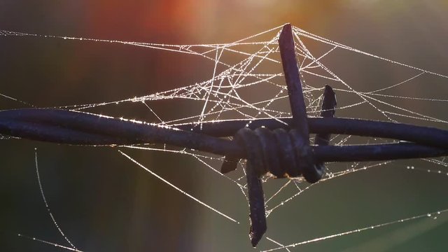 Stacheldraht mit Spinnweben und Morgentau