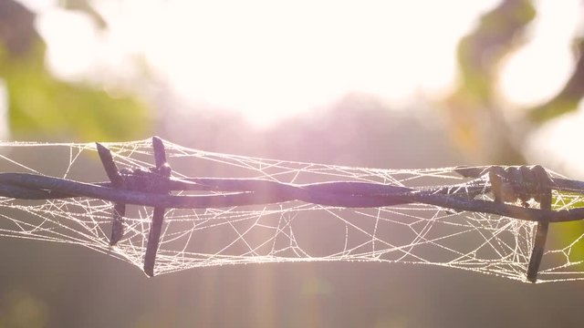Stacheldraht mit Spinnweben und Morgentau