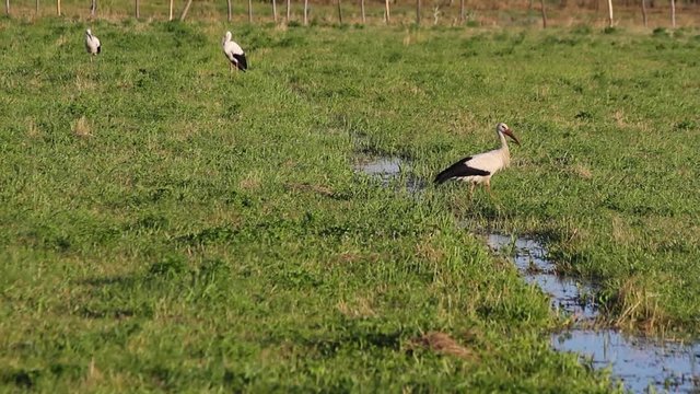 Cig&uuml;e&ntilde;as buscando alimento en un prado humedo 
