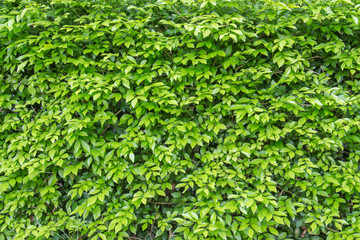 Obraz premium Green leafs background