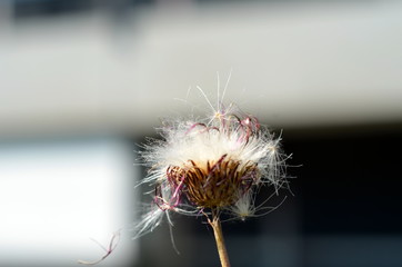 Verblühte Blume