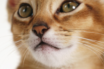 closeup abyssinian kitten face