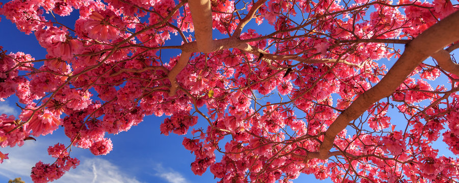 flower tree