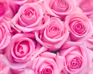 Pink roses