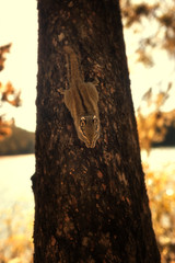 Squirrel in Pudacuo National Park located at Shangri-La (Zhongdian), Yunnan, China.
