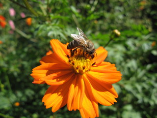 bee on flower