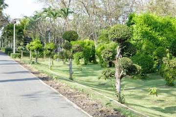 Exquisite bushes in the garden
