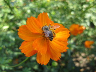 bee on flower
