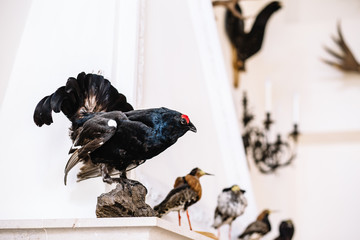 stuffed beautiful birds