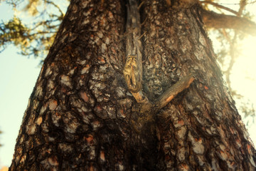 Squirrel in Pudacuo National Park located at Shangri-La (Zhongdian), Yunnan, China.